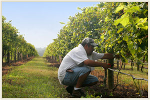 Vineyards worker