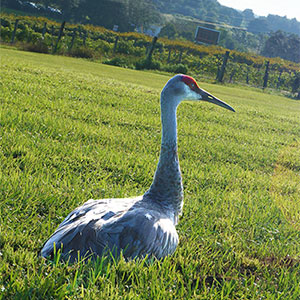 Sandhill crane laying in the grass.