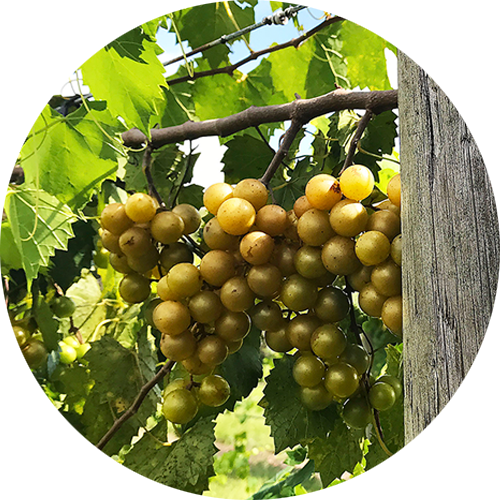 Ripe white Muscadine grapes on the vine.