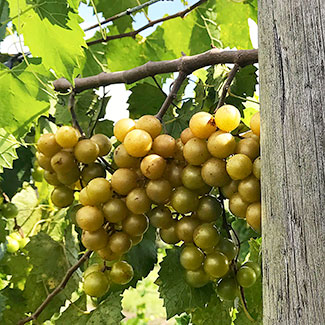 Ripe white Muscadine grapes on the vine.