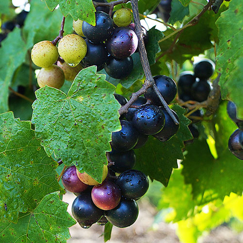 Ripe red Muscadine grapes on the vine.