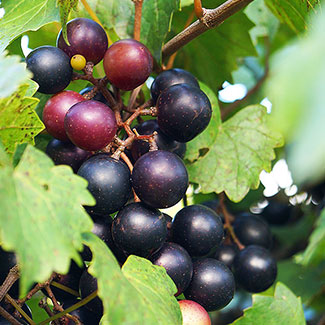 Muscadine grapes on the vine